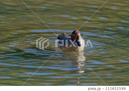 池で採食するカモ科の冬鳥コガモ♂ 111652599