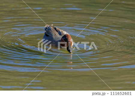 池で採食するカモ科コガモ♀ 池で採食するカモ科コガモ♀ 111652601