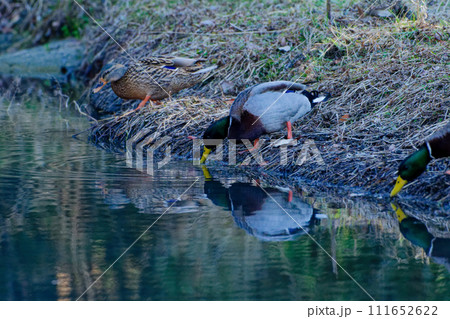 水辺で採食する冬鳥カモ科マガモの群れ 111652622