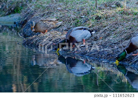 水辺で採食する冬鳥カモ科マガモの群れ 水辺で採食する冬鳥カモ科マガモの群れ 111652623