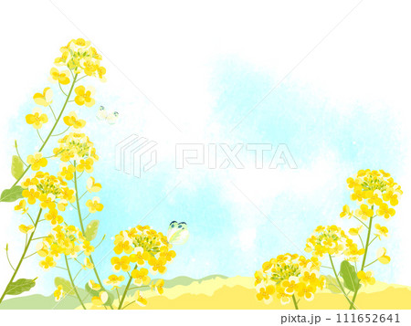 菜の花と青い空の背景イラスト 111652641