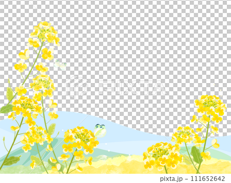 Frame illustration of rape blossoms and blue sky 111652642