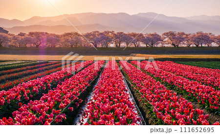 あさひ舟川（春・夜明け） 111652695