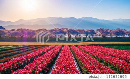 あさひ舟川（春・夜明け） 111652696