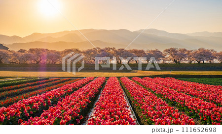 あさひ舟川（春・夜明け） 111652698