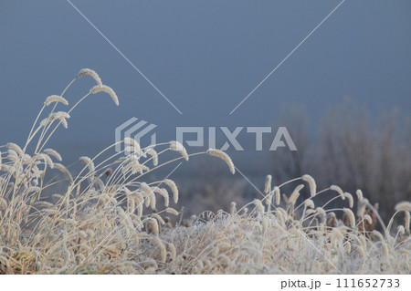 青空に映える凍てついたエノコログサ 111652733