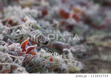 草地に霜が降りる 111652734