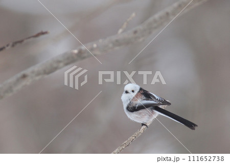 枝に止まるシマエナガ 111652738