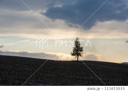 春の夕暮れの丘に立つマツの木 111653033