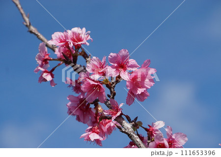 カンヒザクラの開花 カンヒザクラの開花 111653396