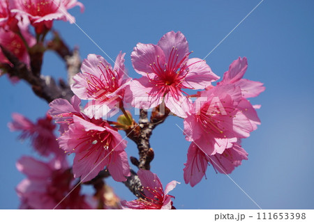 ガンジツザクラの開花 ガンジツザクラの開花 111653398