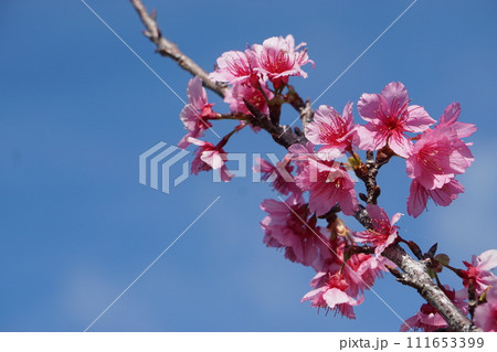 ヒカンザクラの開花 ヒカンザクラの開花 111653399