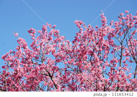 梅の花のようなサクラ 111653412