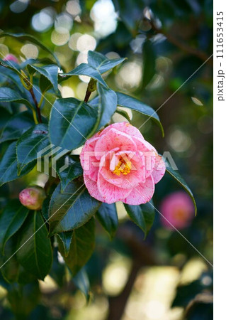 6337 椿 白露錦 6337 椿 白露錦 111653415