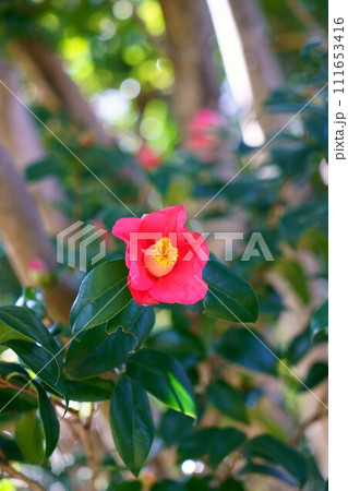 6336 椿 秋の山 6336 椿 秋の山 111653416