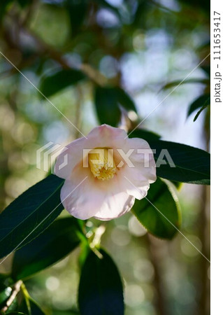 6335 椿 初雁 6335 椿 初雁 111653417