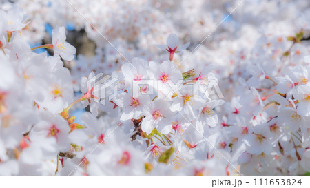 満開の桜（ソフトフォーカス） 111653824