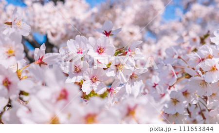 満開の桜 111653844