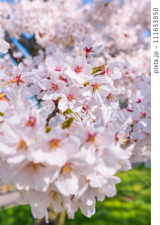 満開の桜 満開の桜 111653850