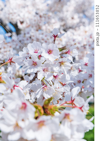 満開の桜 111653852