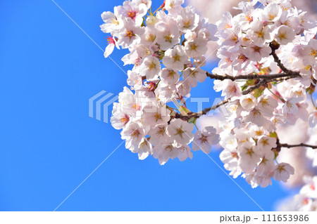 桜　春イメージ 111653986