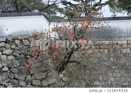 岸和田城の石垣（大阪府岸和田市岸城町） 111654316