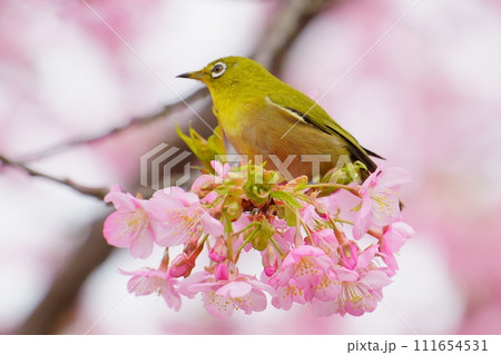 河津桜にとまるメジロ 河津桜にとまるメジロ 111654531