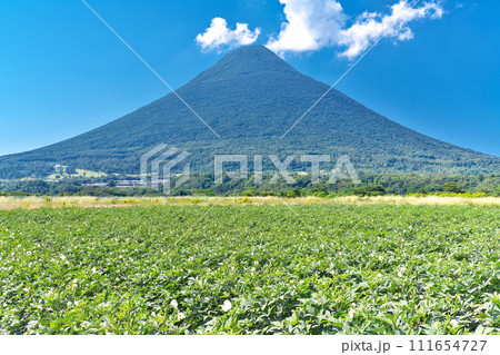 【オクラ畑と開聞岳】 撮影場所:鹿児島県指宿市開聞川尻 【オクラ畑と開聞岳】 撮影場所:鹿児島県指宿市開聞川尻 111654727