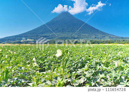 【オクラ畑と開聞岳】 撮影場所：鹿児島県指宿市開聞川尻 111654728