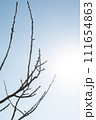 青空に伸びる枝 111654863
