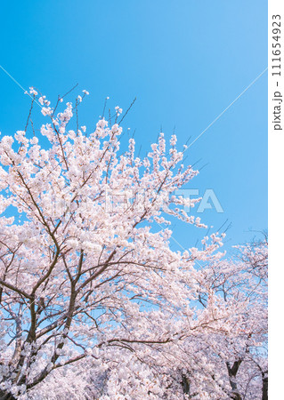 満開の桜と青空 111654923