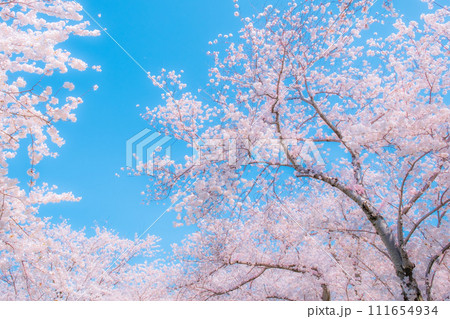 満開の桜と青空（ソフトフォーカス） 111654934