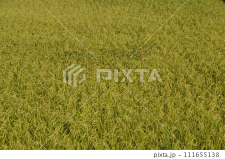 黄金色に実った田んぼ（佐渡島／新潟県） 111655138