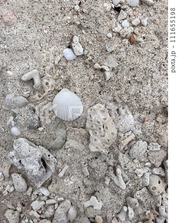 Different seashells on sandy beach. Thailand Different seashells on sandy beach. Thailand 111655198