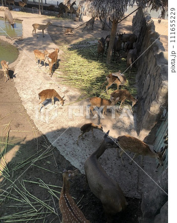 A pack of roe deer in a park among the greenery, Vietnam A pack of roe deer in a park among the greenery, Vietnam 111655229