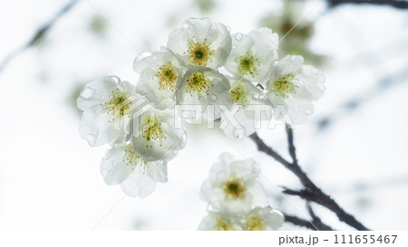 白花寒緋桜 111655467