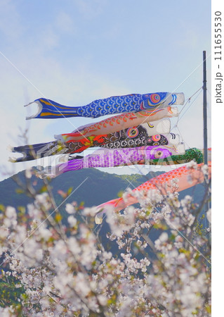 桜の木に泳ぐ鯉のぼり 桜の木に泳ぐ鯉のぼり 111655530
