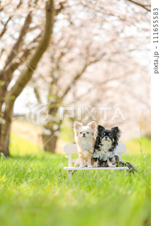 桜満開でお花見する多頭犬のチワワ 桜満開でお花見する多頭犬のチワワ 111655583