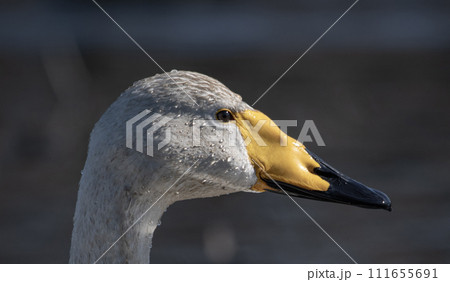白鳥 ハクチョウ 野鳥 渡り鳥 野生動物 水辺 生態 生物 動物 鳥 白鳥 ハクチョウ 野鳥 渡り鳥 野生動物 水辺 生態 生物 動物 鳥 111655691