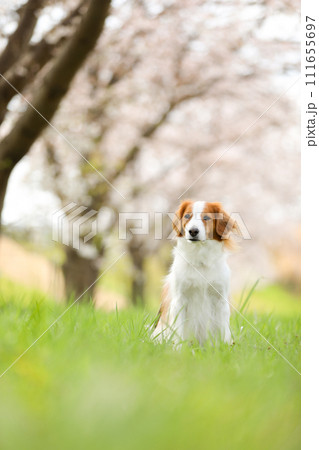 満開桜(ソメイヨシノ)でお花見する中型犬コーイケルホンディエ 111655697