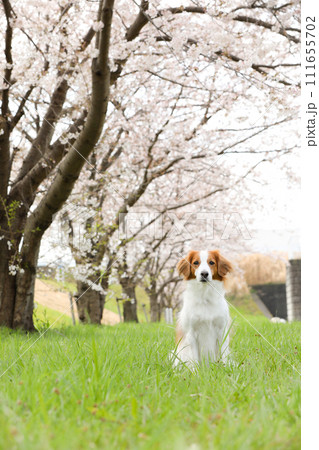 満開桜(ソメイヨシノ)でお花見する中型犬コーイケルホンディエ 111655702