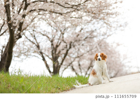 満開桜(ソメイヨシノ)でお花見する中型犬コーイケルホンディエ 満開桜(ソメイヨシノ)でお花見する中型犬コーイケルホンディエ 111655709