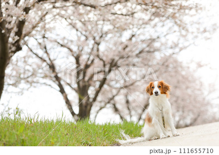 満開桜(ソメイヨシノ)でお花見する中型犬コーイケルホンディエ 111655710