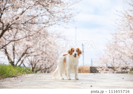 満開桜(ソメイヨシノ)でお花見する中型犬コーイケルホンディエ 満開桜(ソメイヨシノ)でお花見する中型犬コーイケルホンディエ 111655716