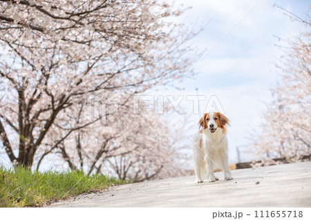 満開桜(ソメイヨシノ)でお花見する中型犬コーイケルホンディエ 満開桜(ソメイヨシノ)でお花見する中型犬コーイケルホンディエ 111655718