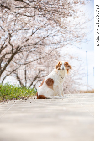 満開桜(ソメイヨシノ)でお花見する中型犬コーイケルホンディエ 満開桜(ソメイヨシノ)でお花見する中型犬コーイケルホンディエ 111655723