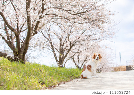 満開桜(ソメイヨシノ)でお花見する中型犬コーイケルホンディエ 111655724