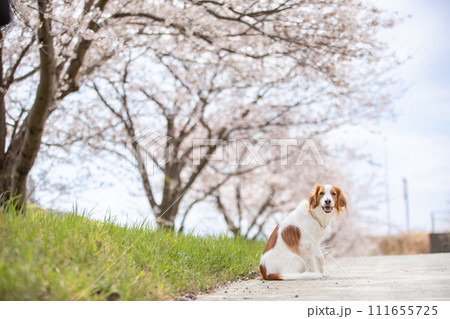満開桜(ソメイヨシノ)でお花見する中型犬コーイケルホンディエ 111655725