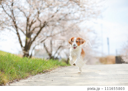 桜並木で走る中型犬コーイケルホンディエ 111655803
