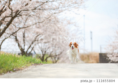 桜並木で走る中型犬コーイケルホンディエ 111655804